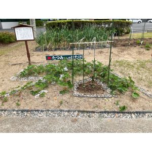 本社前に健康菜園『たつみさんのはたけ』を設置し、キクイモや落花生などの様々な植物を栽培しています。収穫後はお茶等への加工も行い、社員全員で楽しんでいます。