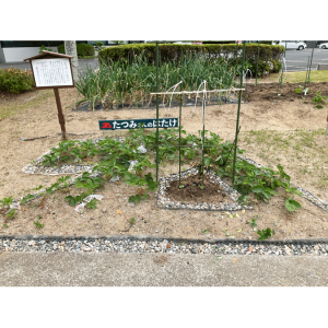 本社前に健康菜園『たつみさんのはたけ』を設置し、キクイモや落花生などの様々な植物を栽培しています。収穫後はお茶等への加工も行い、社員全員で楽しんでいます。